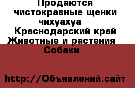 Продаются чистокравные щенки чихуахуа  - Краснодарский край Животные и растения » Собаки   